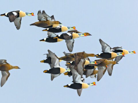 Multicolored ducks in flight