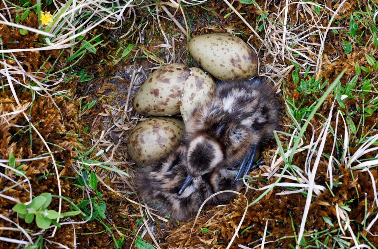 Two brown and cream speckled chicks in a nest with three eggs.