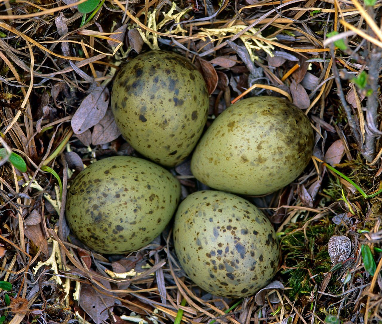 Four greenish, speckled eggs in a nest.