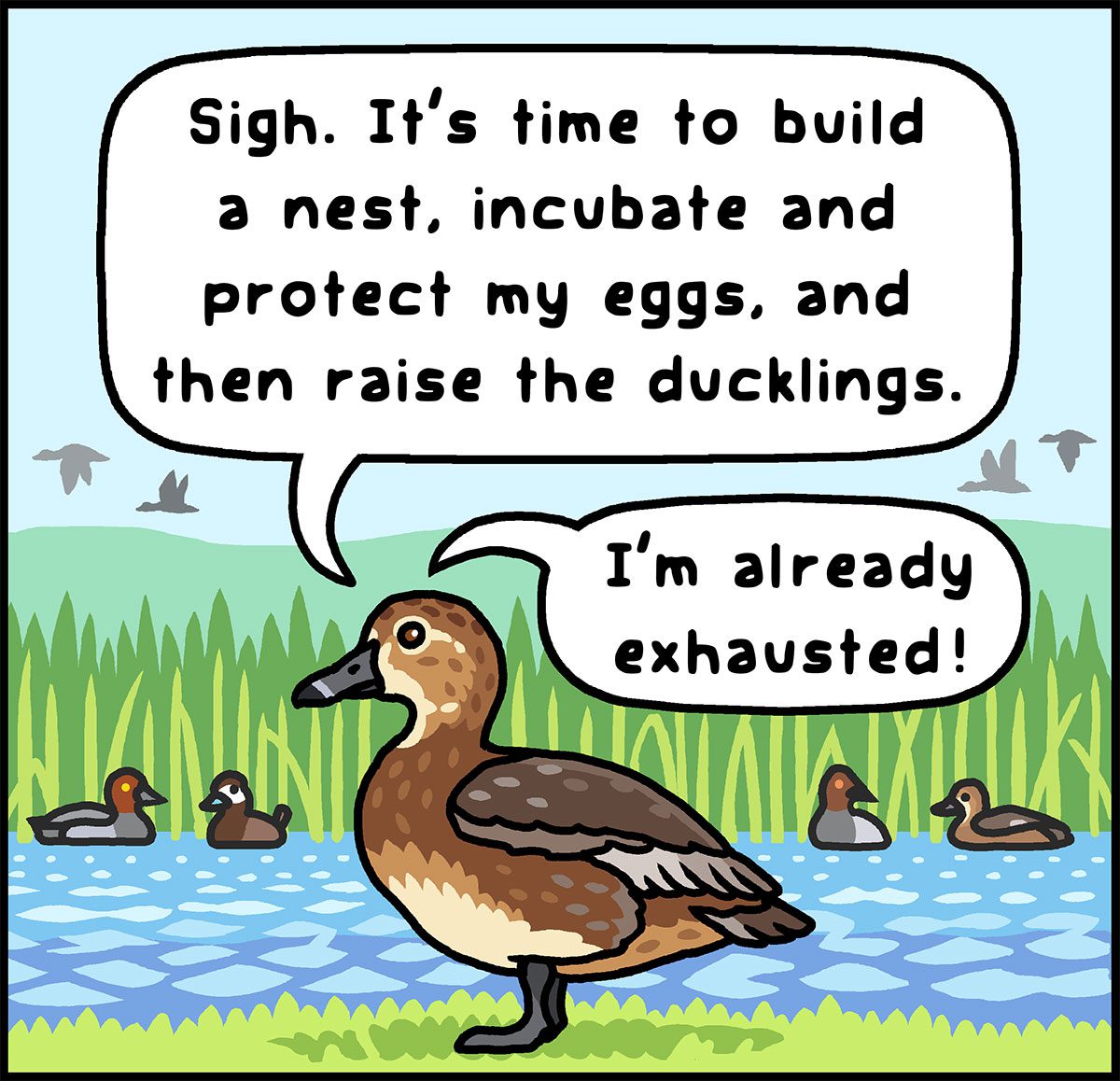 Cartoon of duck thinking, "Sigh. It's time to build a nest, incubate and protect my eggs, and then raise the ducklings. I'm already exhausted!"