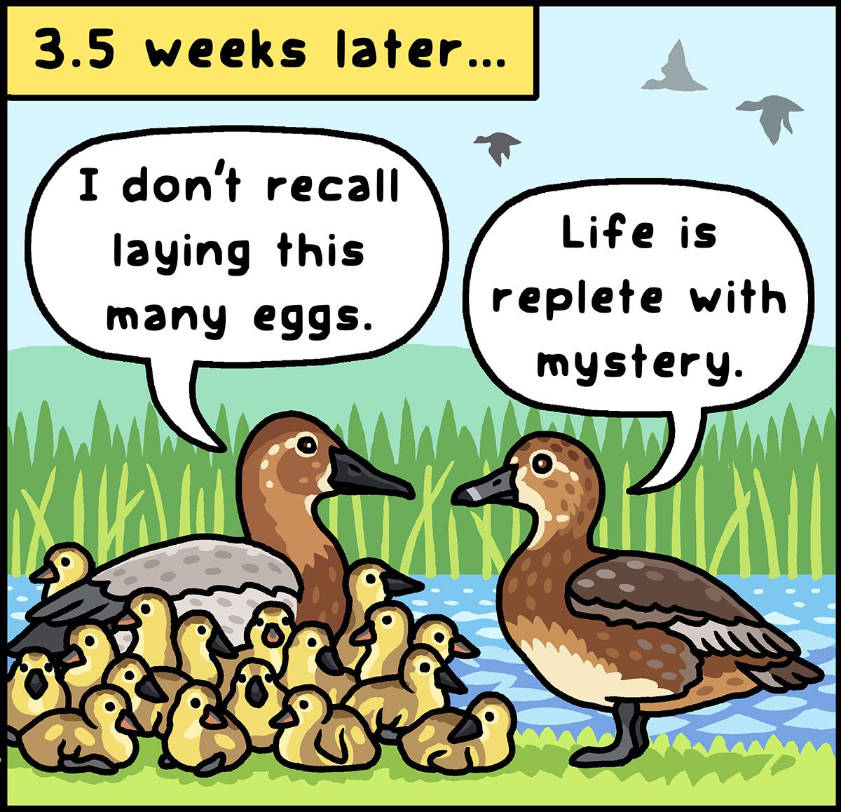 Cartoon of two different species of ducks, 3.5 weeks later, one with lots of chicks, saying "I don't recall laying this many eggs," the other with none saying "life is replete with mystery."