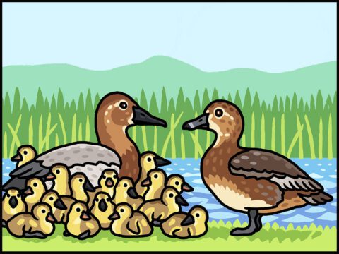 Cartoon of two different species of ducks, one with lots of chicks, the other with none.