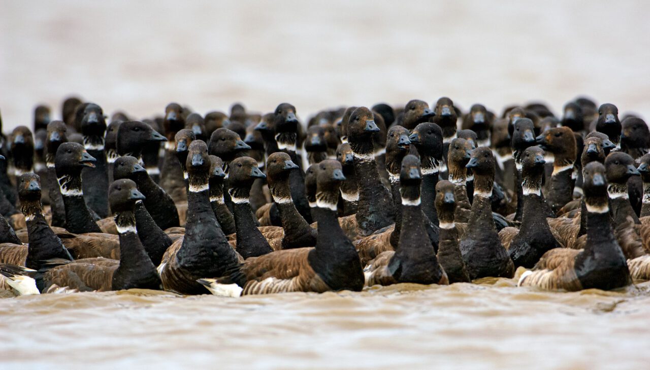 A lot of long-necked, black, brown ducks with a white ring around their neck, in the water