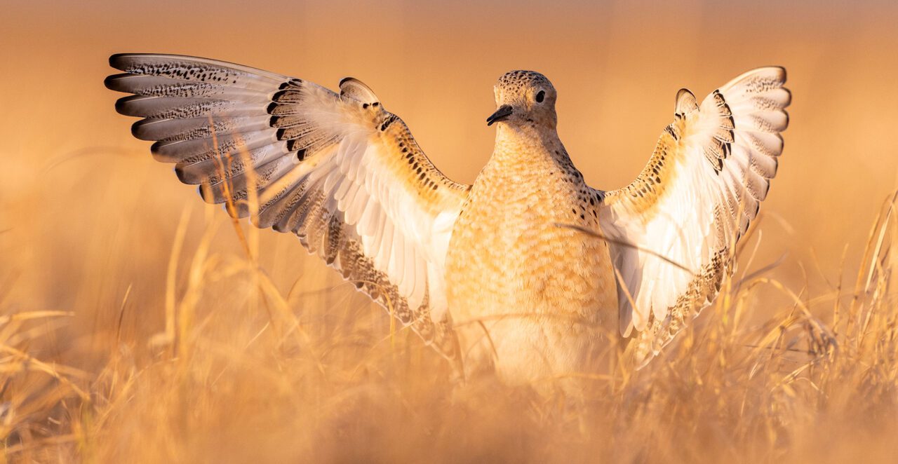 A pale bird stands in the grass with open wings in the golden sun.