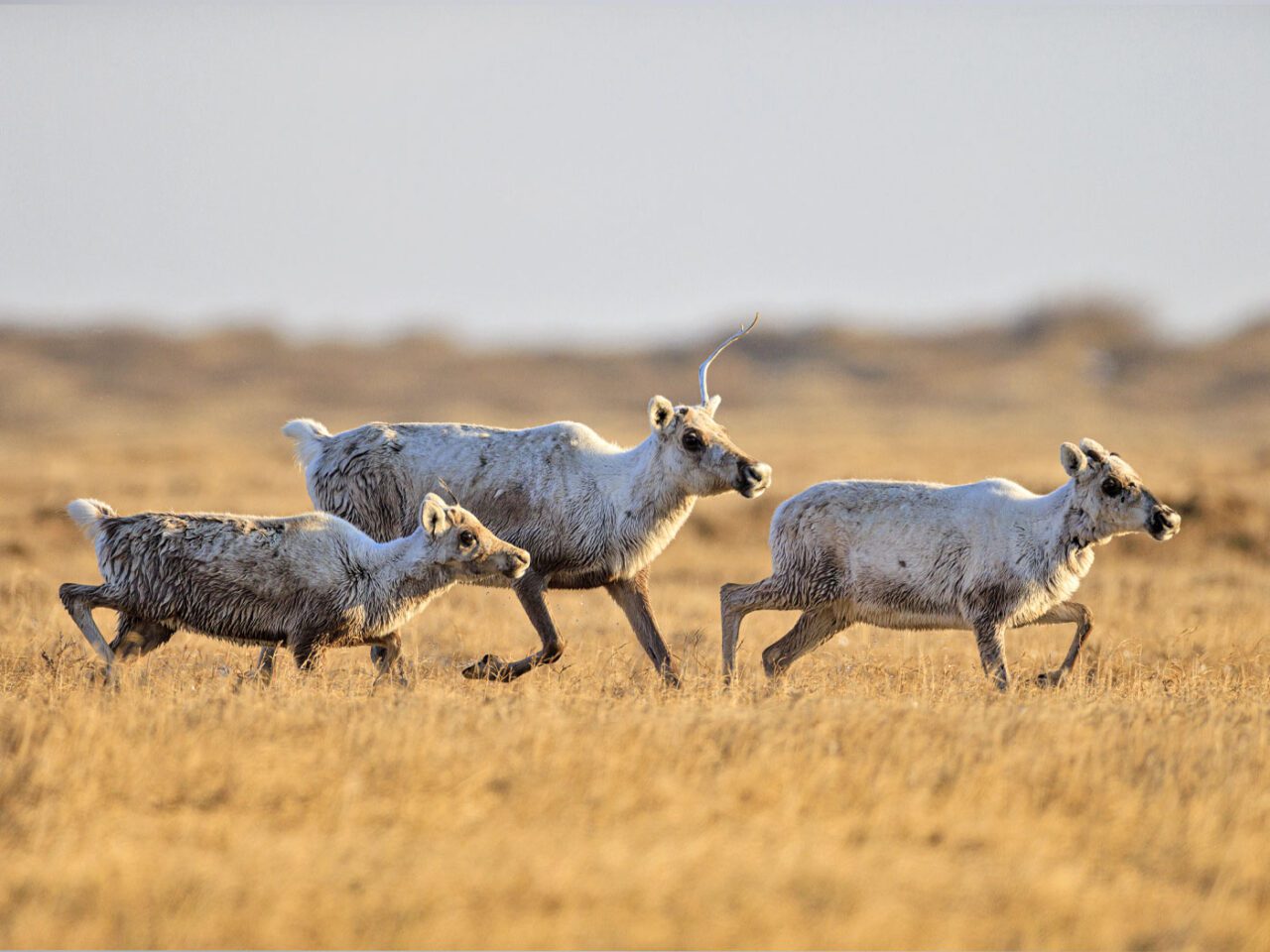 Three caribou trot through the brown, tundra grass.