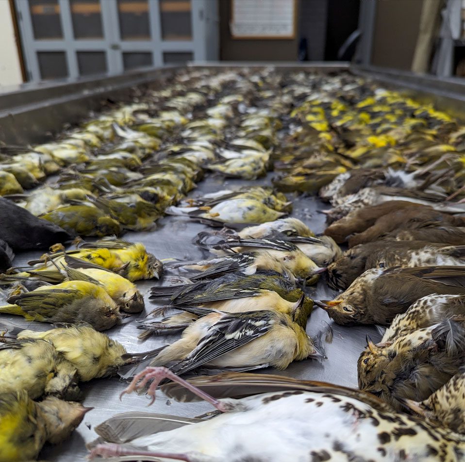 A table full of dead birds.