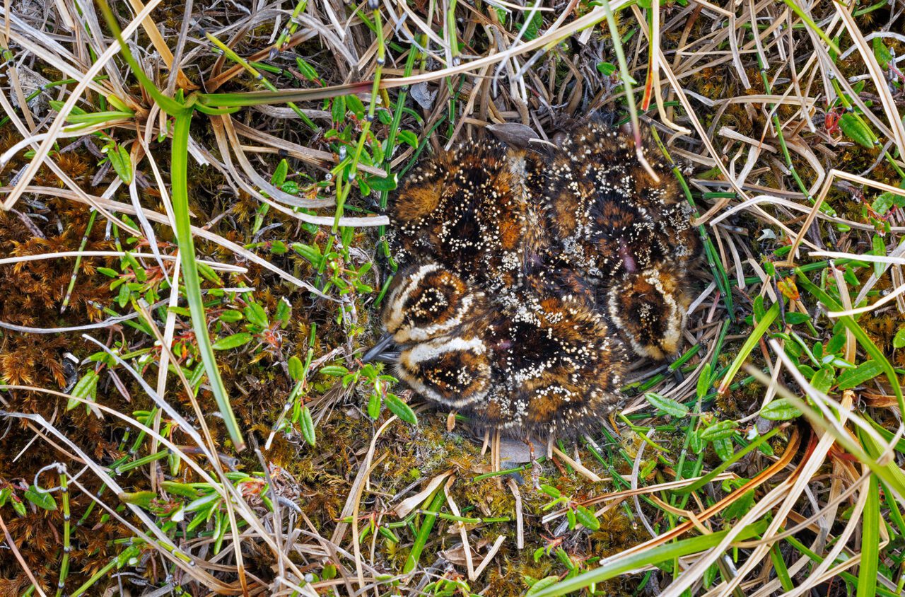 Three fluffy cream, dark brown, and russet chicks in a grassy nest.