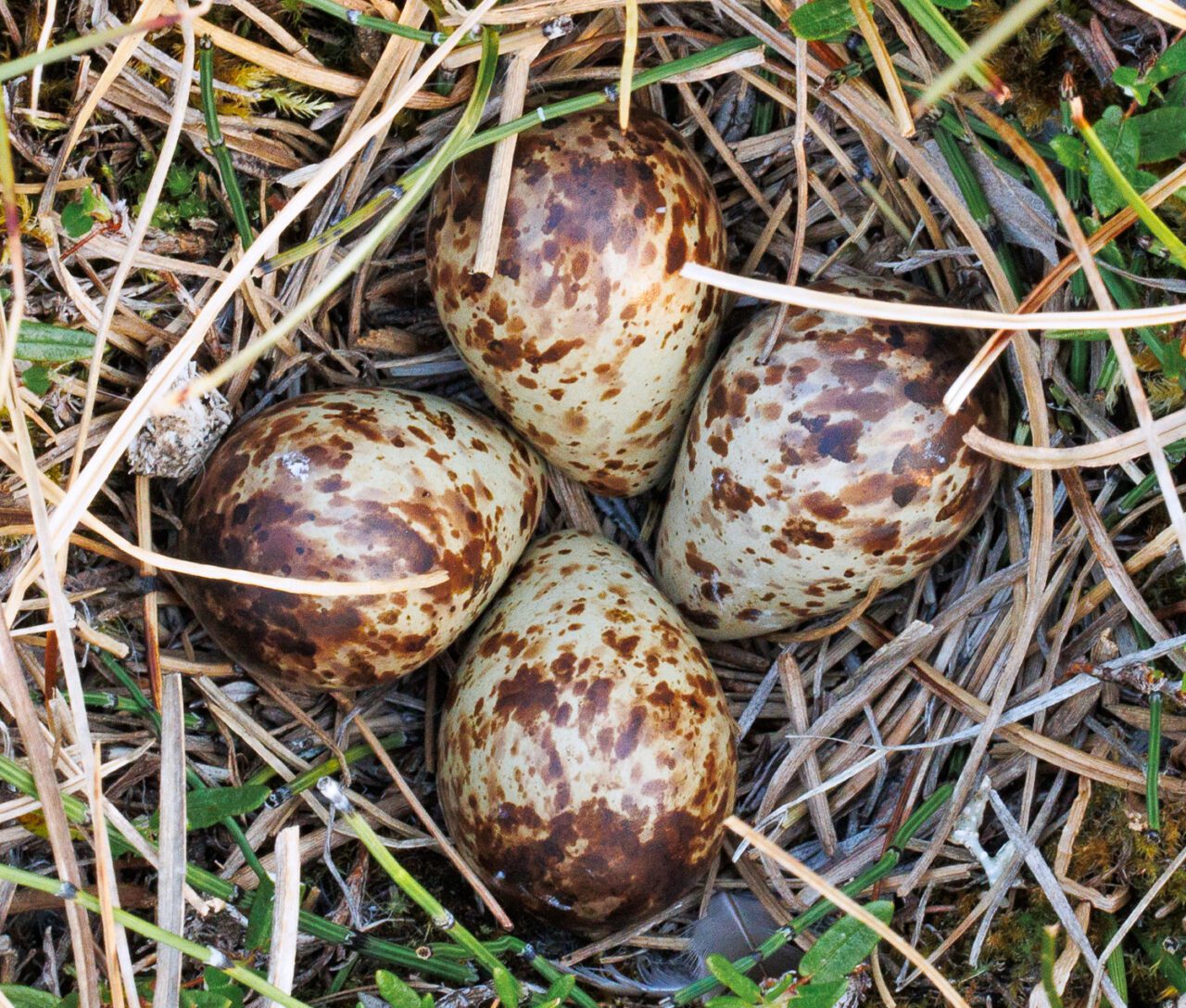 Four brown and cream eggs in a grass nest.