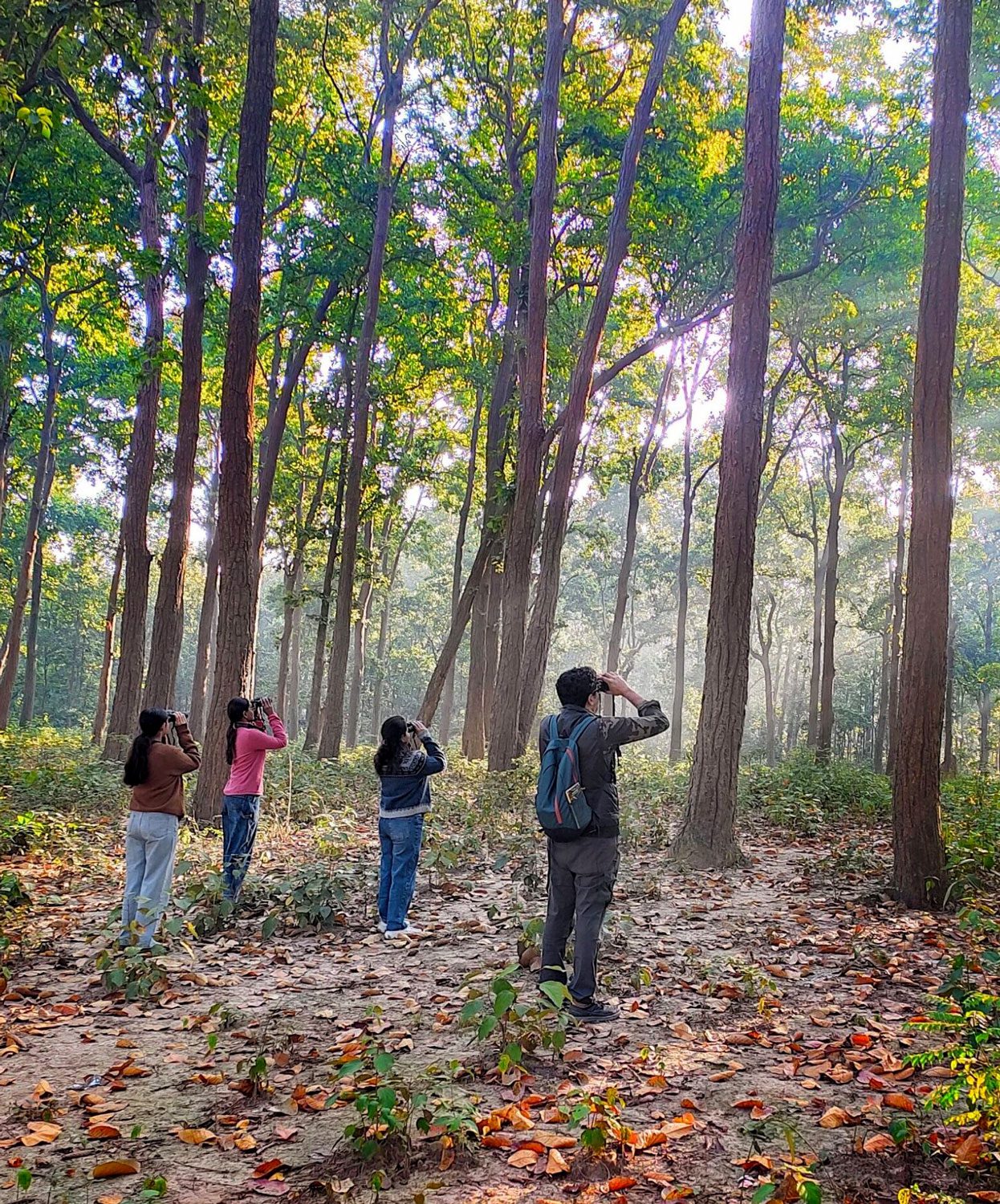 Four people birdwatching in a forest.