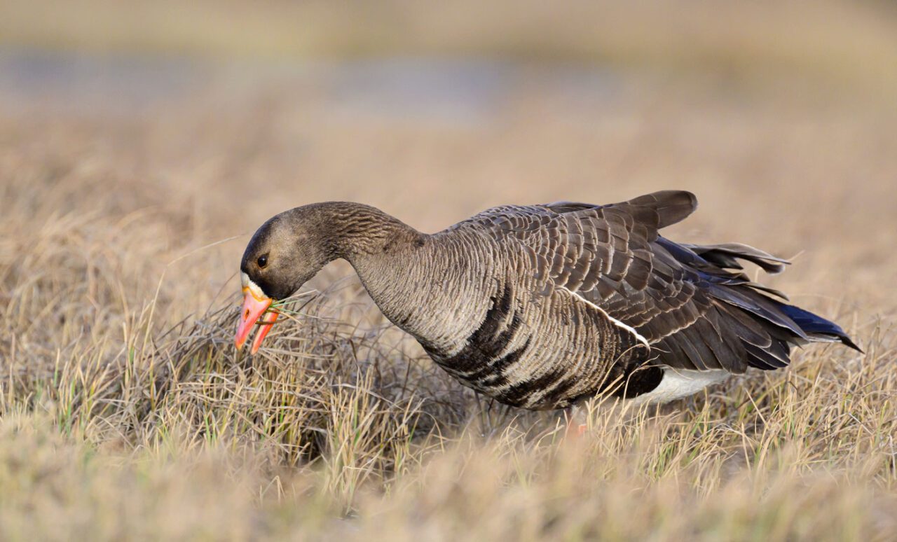 A goose eating grass.