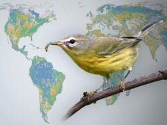 A gray-yellow bird on a stick with a caterpillar in its bill, background is an illustrated map.