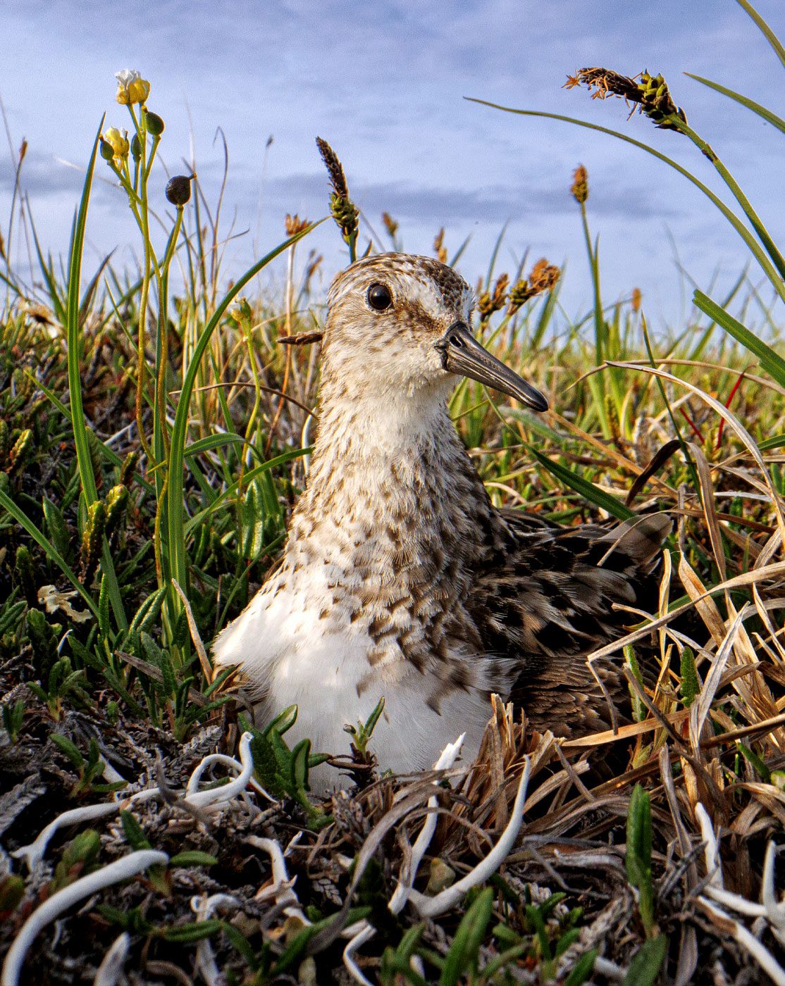 A beige and cream speckled bird wits on a nest in the grass.
