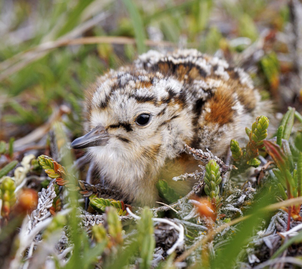 Fluffy cream, brown, and russet chick sits in the grass.