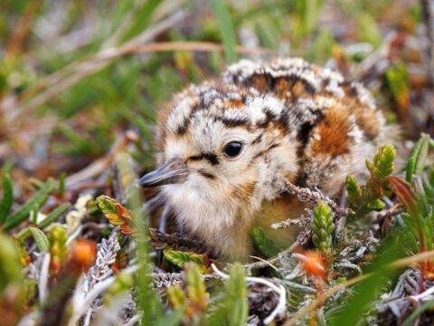 Fluffy chick with brown, white and russet pattern, sits in the grass.