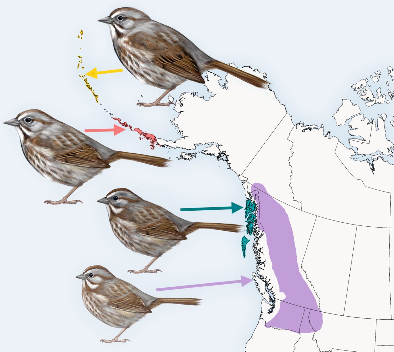 Map of the Northwest of North America with four illustrations of a species of Song Sparrow showing the difference in size compared to where the subspecies lives.