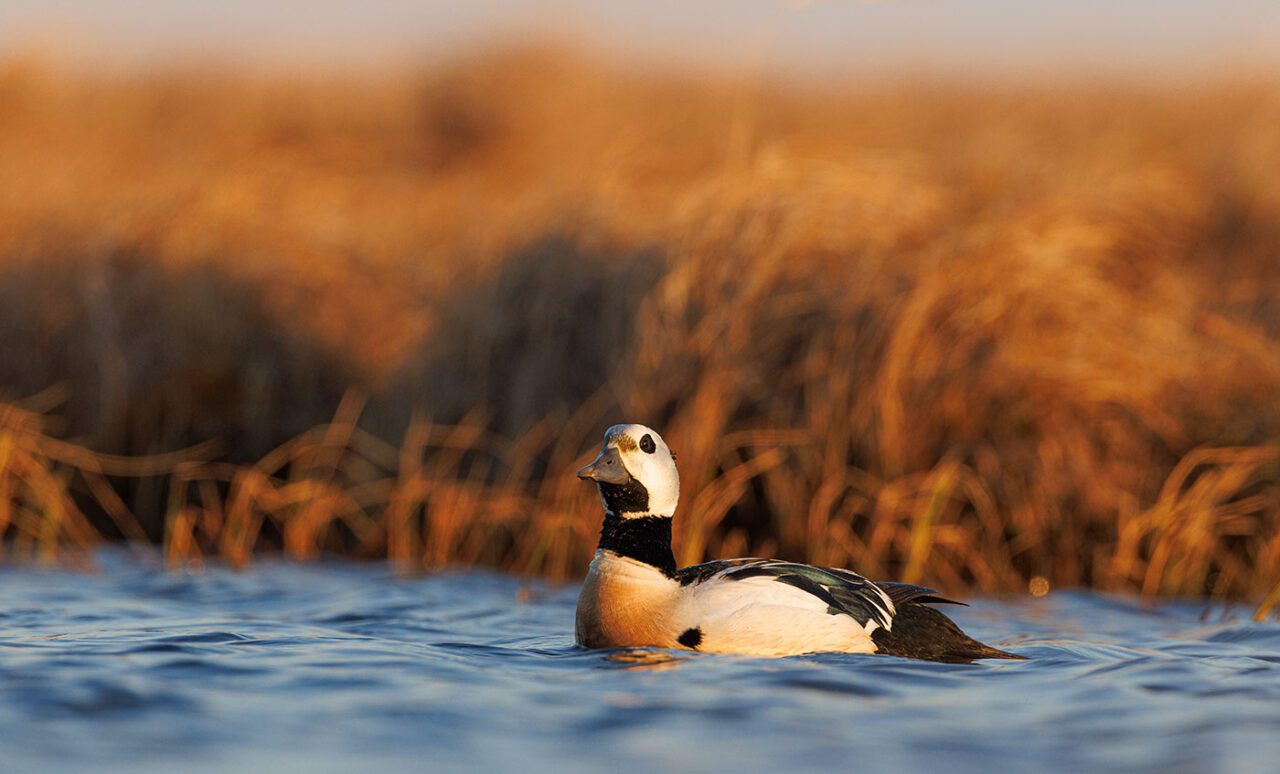 A black and white, block-patterned duck on the water.