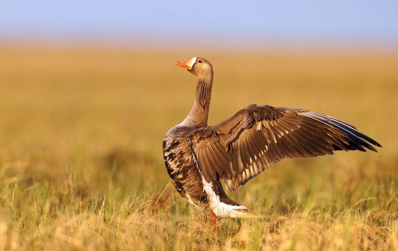 A brown, cream and orange-billed goose, stretches its wings.