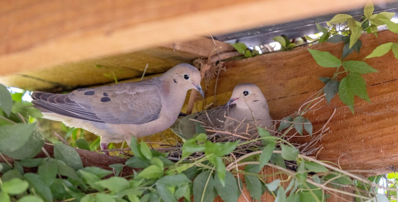 Pair of pink/gray birds in a nest nestled next to a building and vine.