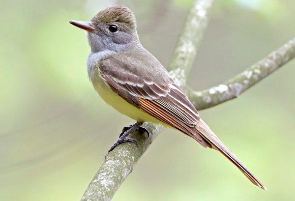 gray bird with a llittle orangish wings and a yellow abdomen, perches on a log.