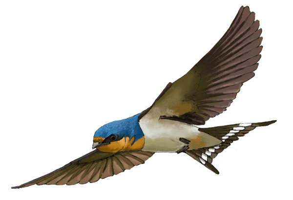 Illustration of flying bird, blue and chestnut head, v-shaped dark tail with a white stripe.