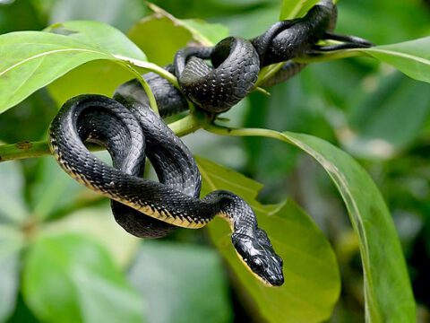 A black snake with yellow underside, curled on a branch.