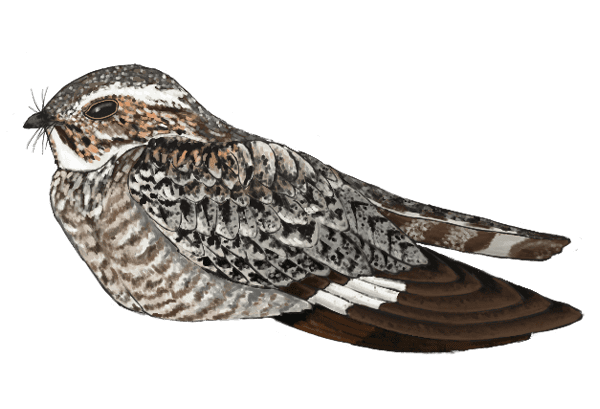 Illustration of a sitting grey, brown, and white patterned bird, with a small bill with whiskers.