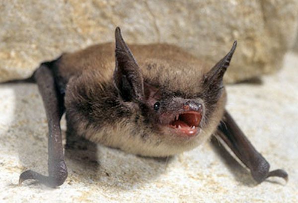 A small furry little brown bat sits on rocks, mouth open, echolocating.