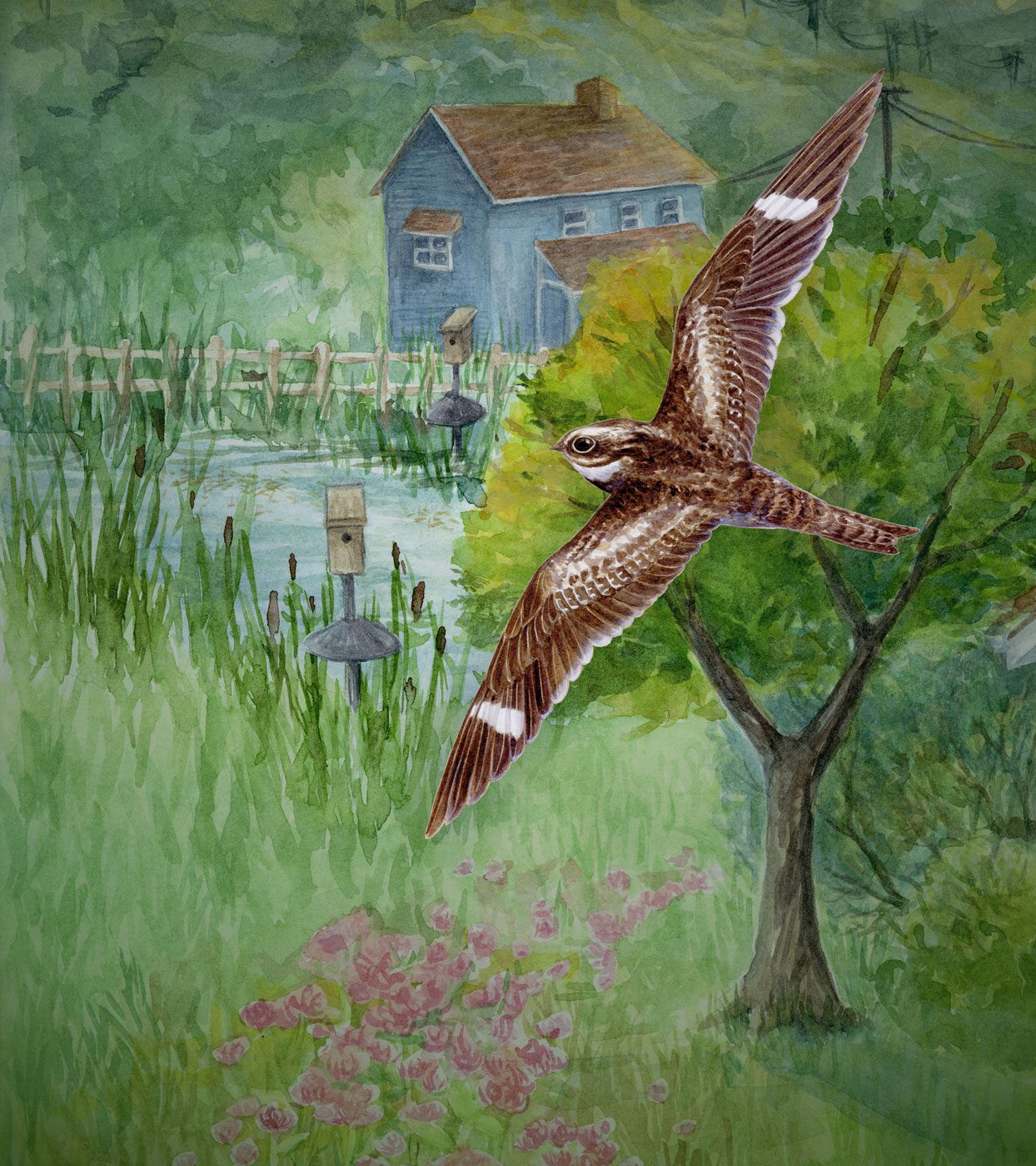 Illustration of a brown and white bird with long, slender, pointed wings and a large eye, flies above flowery fields in the evening light