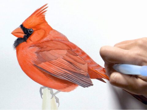 Close up of a painter's hand painting a red bird