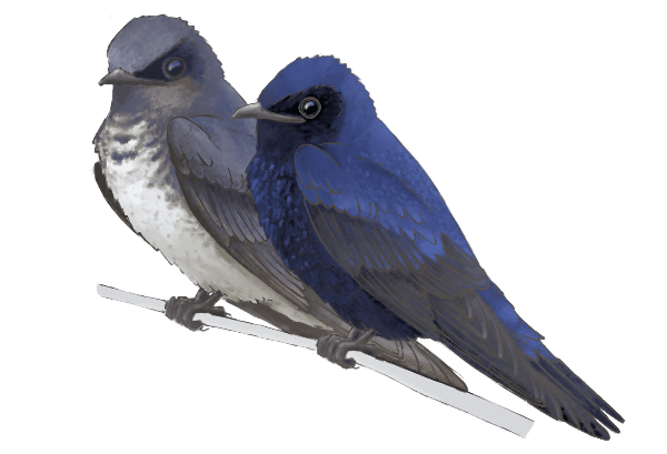 Illustration of two birds, one dark blue/black, one gray-blue and white, perching together.