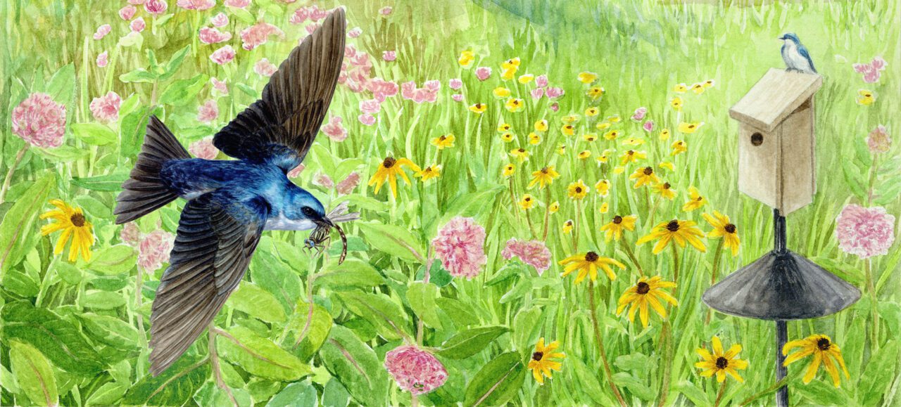 Illustration of a shiny blue and white bird flying over flowery field with another blue and white bird perched on a nest box.