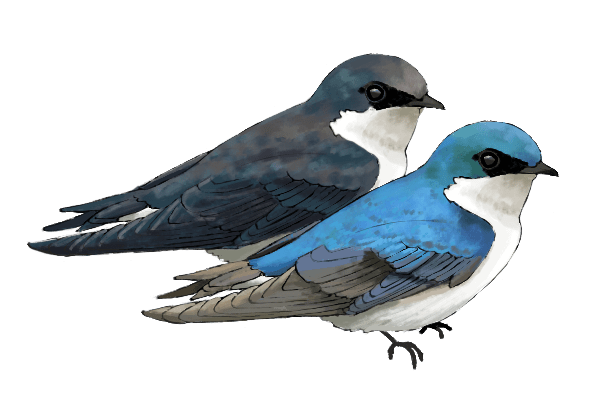 Illustration of two blue and white birds, one brighter than the other.