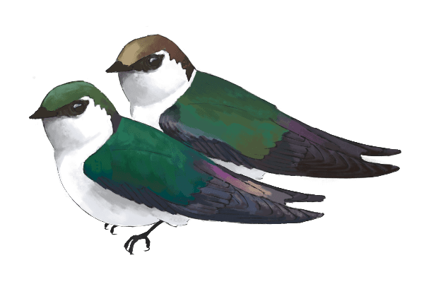 Illustration of two birds, green and white with touches of purple, one with a green head, the other with a brownish head.