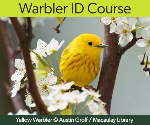 Picture of a yellow bird on a flowery branch with words 