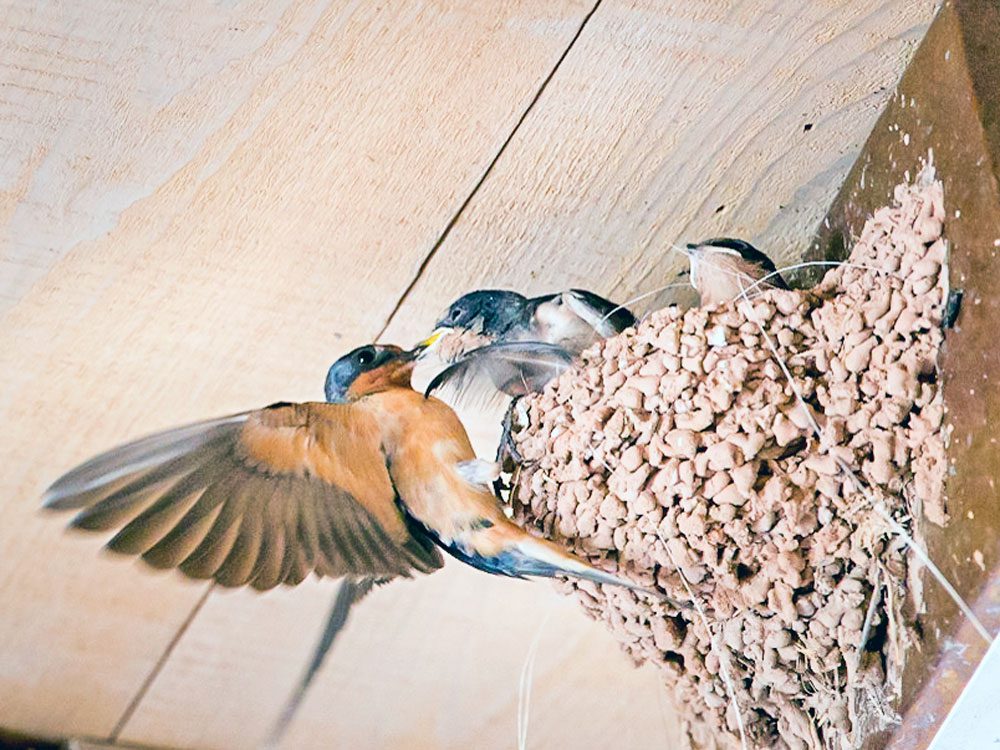 A blue and orange bird feeds its young in a clay-built nest attached to the side of a building.