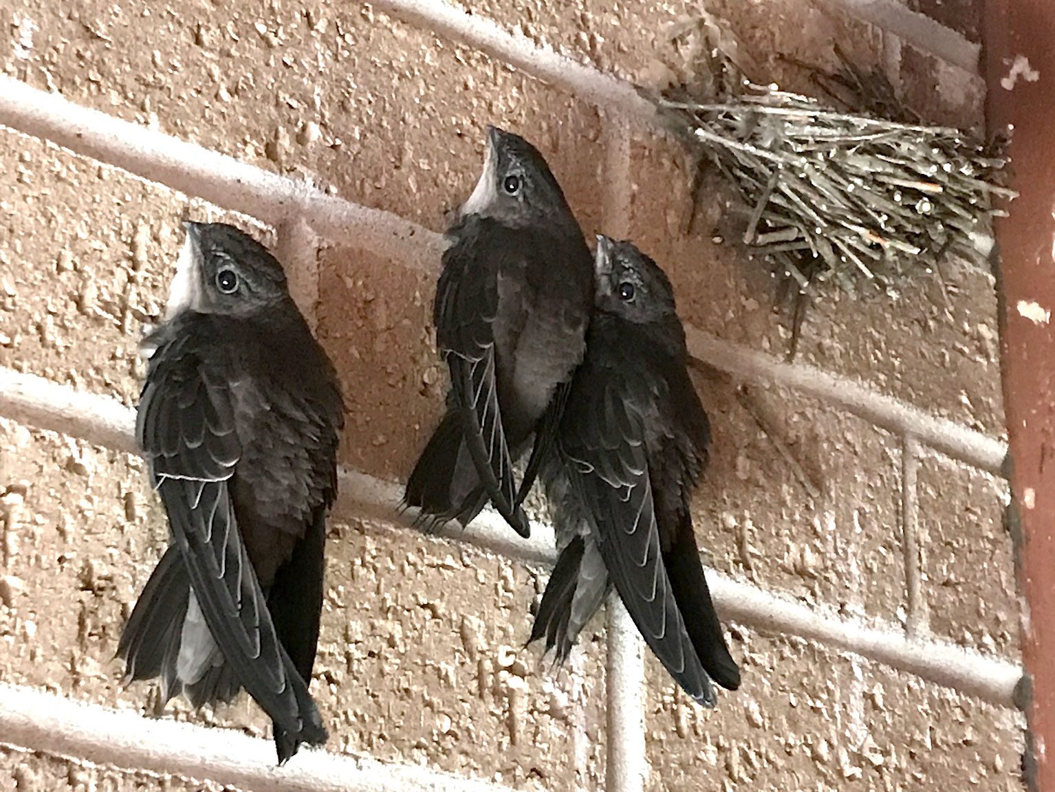 Three brown fledglings with very long wings cling to a brick wall near their nest.