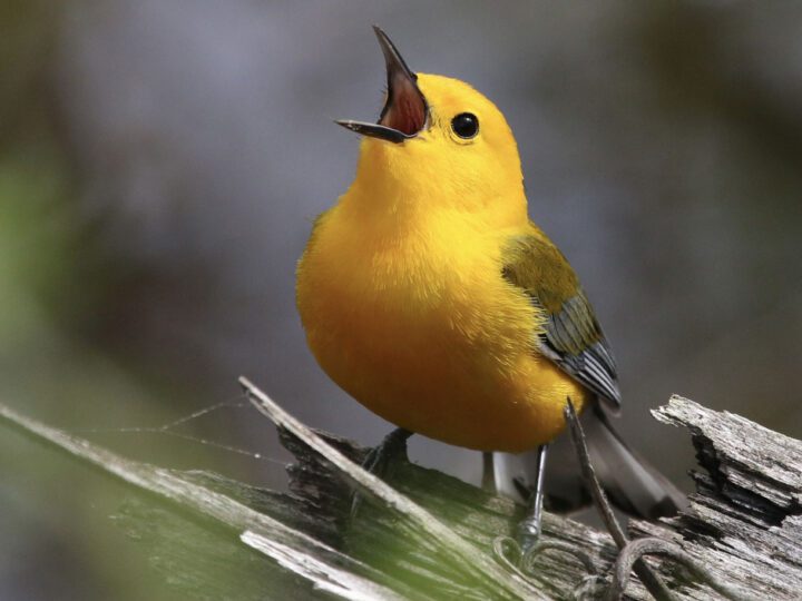 A bright yellow bird sings while perches on a dead log.