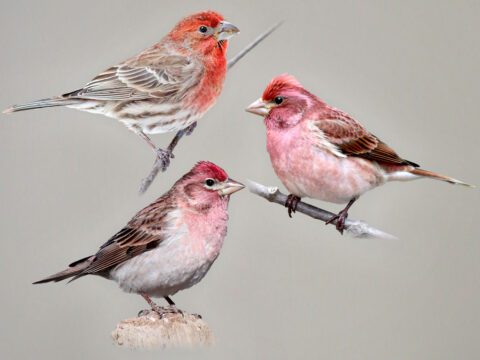 3 red and purplish streaky birds