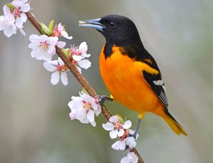 Orange and black bird perches on a flowered branch.