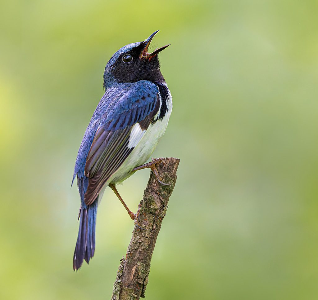 singing bird.