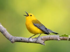 Prothonotary Warbler