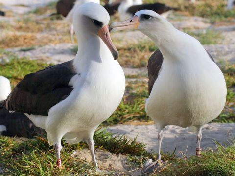 An albatross nuzzles its mate. Both are wearing identifying bands on their legs.