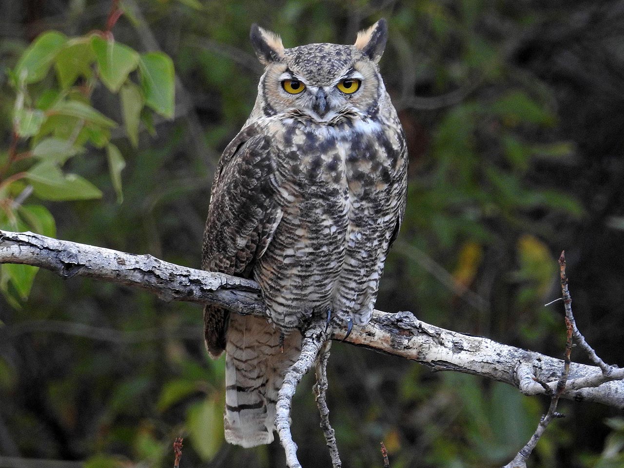 brown, white and tan owl perched