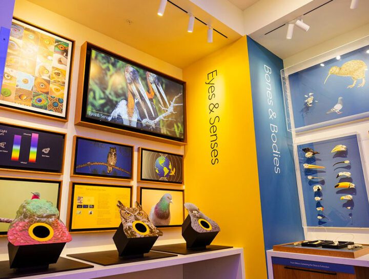 Cornell Lab Visitor Center is Reopened, and Reimagined | Living Bird ...
