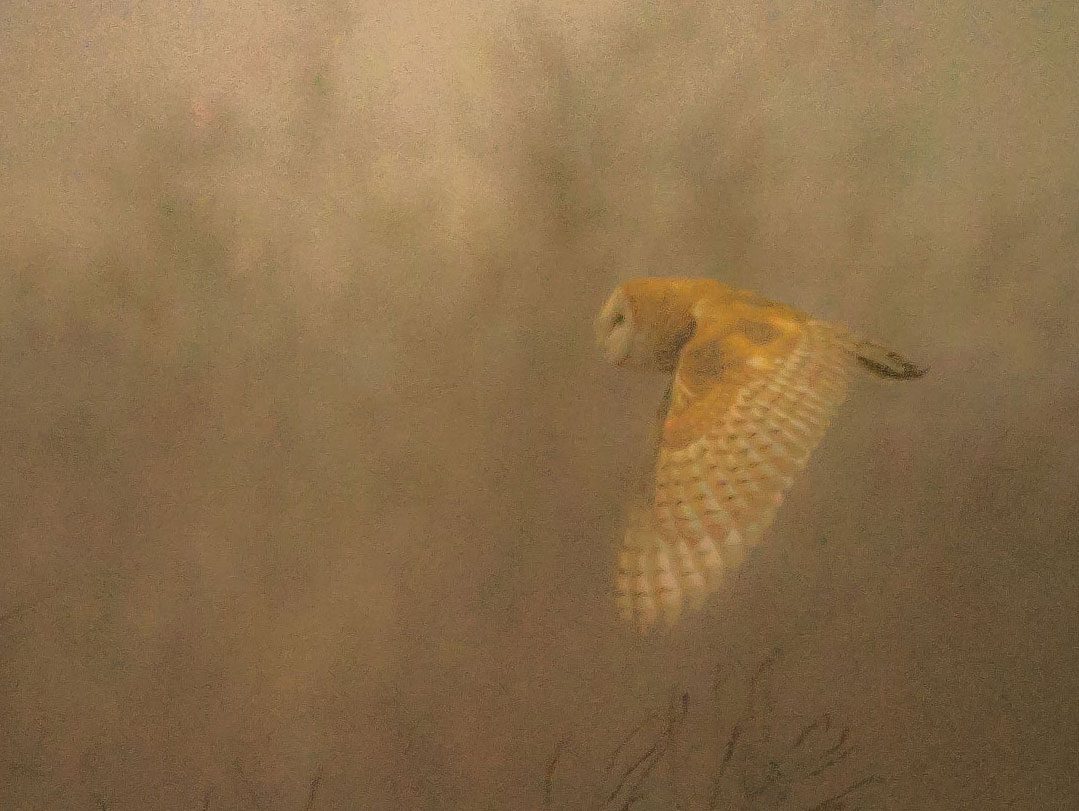 A large bird flying through the darkened air.