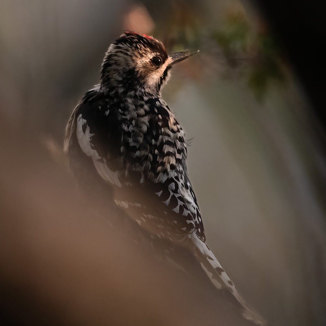 Small black-and-white bird with a red patch on its head perched in soft light.