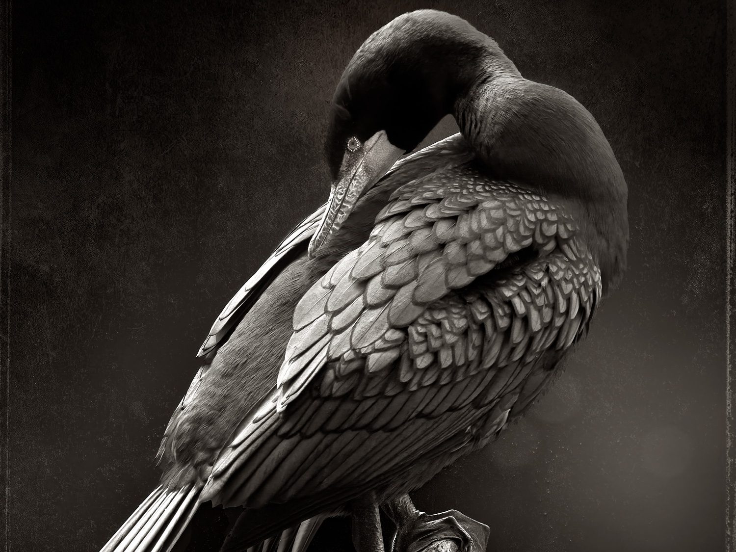 bird photography artists