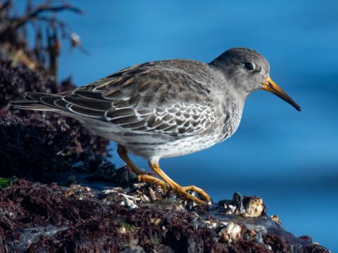 a grayish shorebird crouches on a seaweed and barnacle covered rock