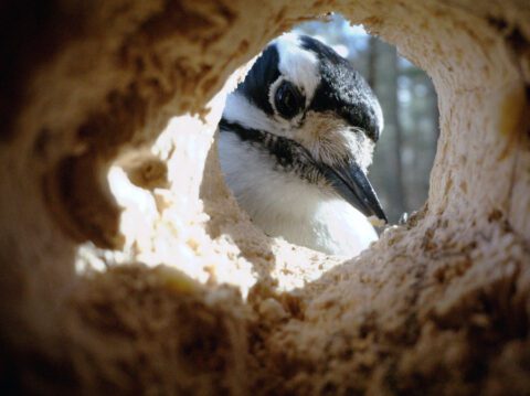 a woodpecker looks into a hole in a tree