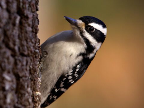 a woodpecker clings to the side of a tree